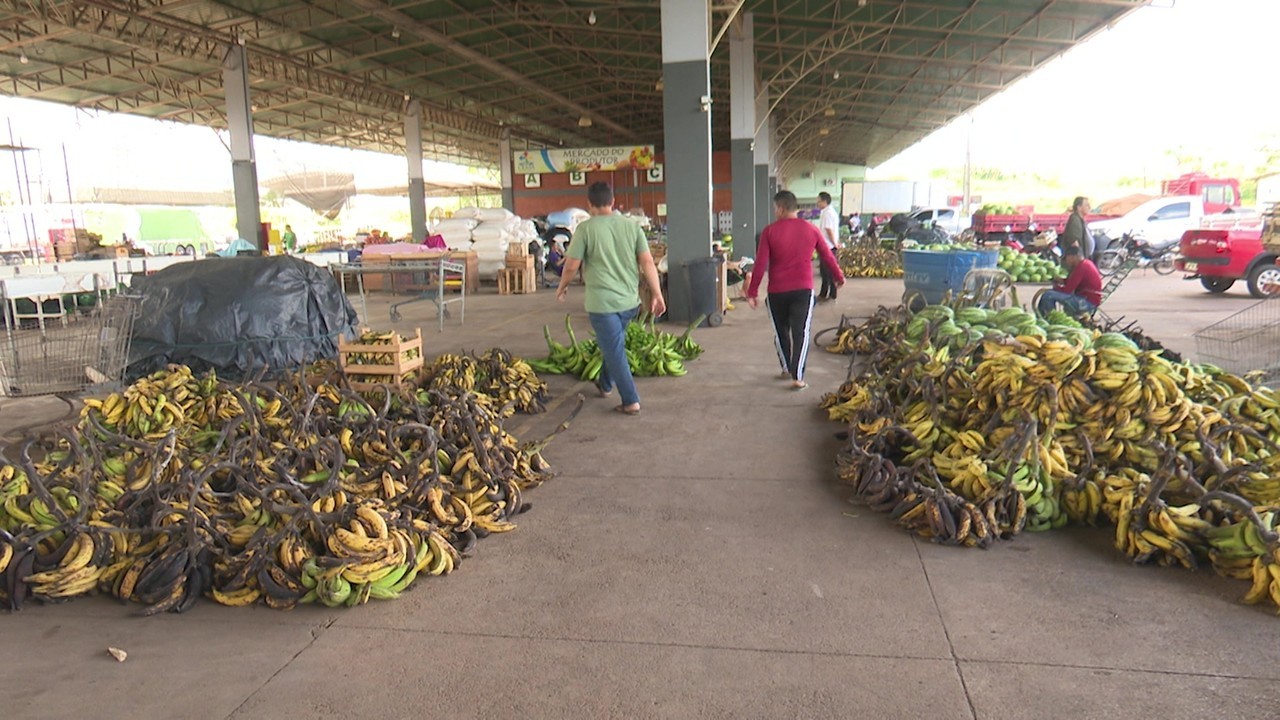 Por falta de chuvas, produtores rurais enfrentam dificuldades para escoar a produção de bananas em Rio Branco: 'Muito prejuízo'