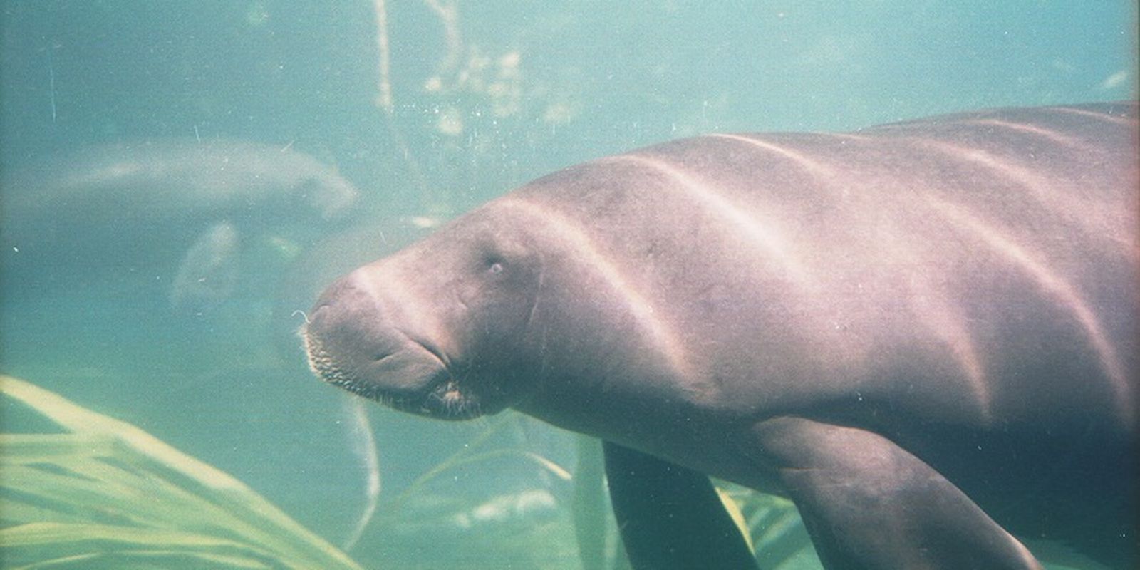 Projeto no Pará busca garantir sobrevivência de peixes-boi resgatados
