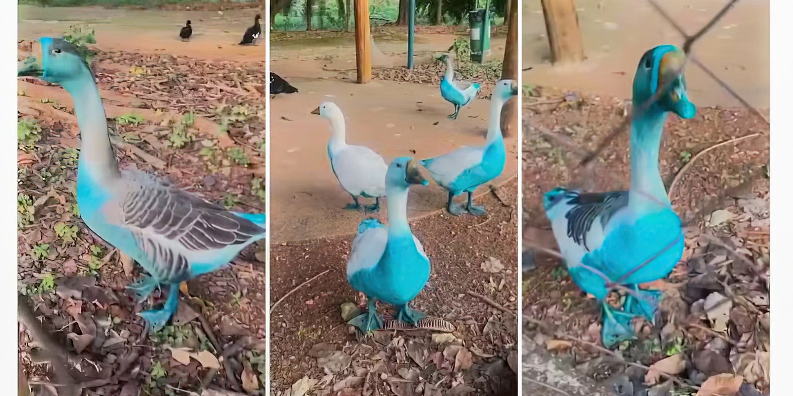 Jundiaí apura vazamento de corante que tingiu aves em parque